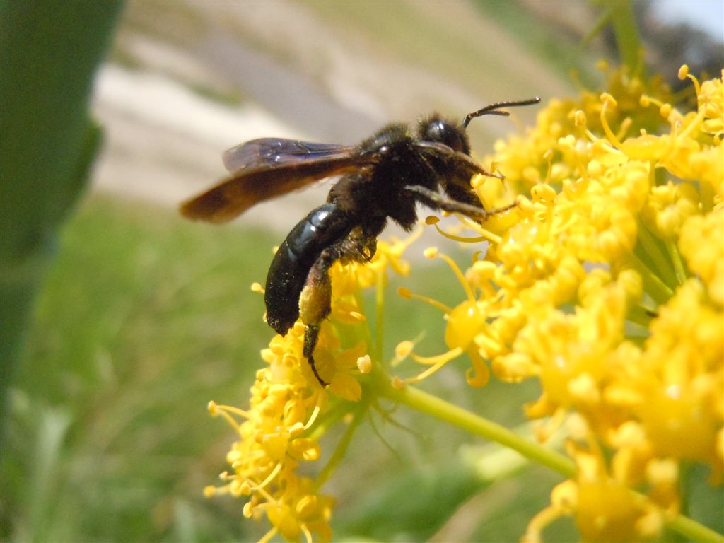 Xylocopa? No. Andrena cfr morio